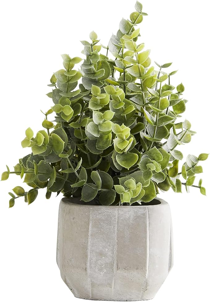 Light Green Eucalyptus In Cement Pot