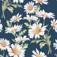 Beautiful Daisies Beverage Napkins