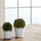 Mudpie Large Scalloped Boxwood Pot