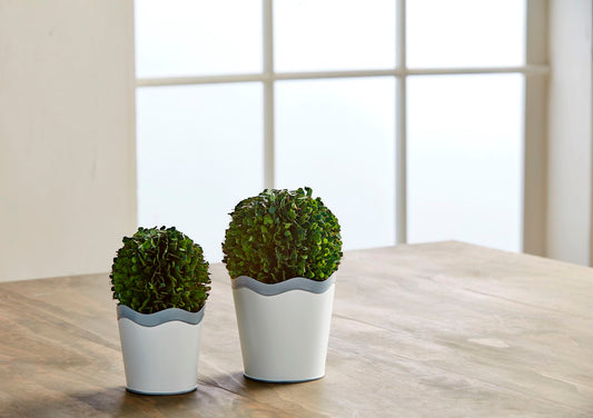 Mudpie Large Scalloped Boxwood Pot
