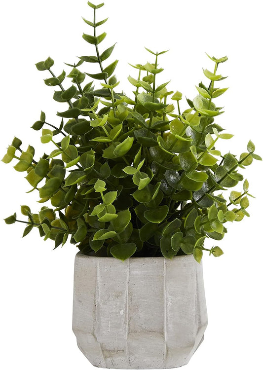 Dark Green Eucalyptus In Cement Pot