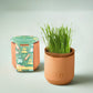 Modern Sprout Good Dog Greens Tiny Terracotta Kit