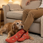 Men's Old Doggies This Did Good Socks